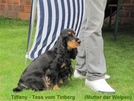 Tifffany Tess vom Tinberg-1