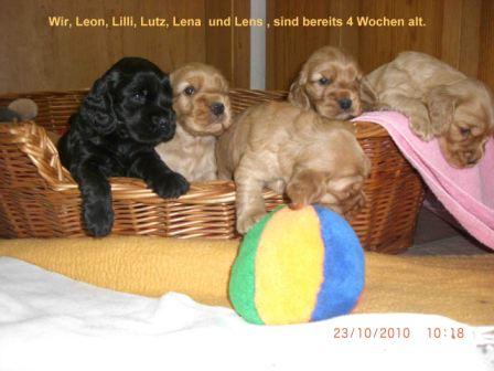 Welpen 4 Wochen alt